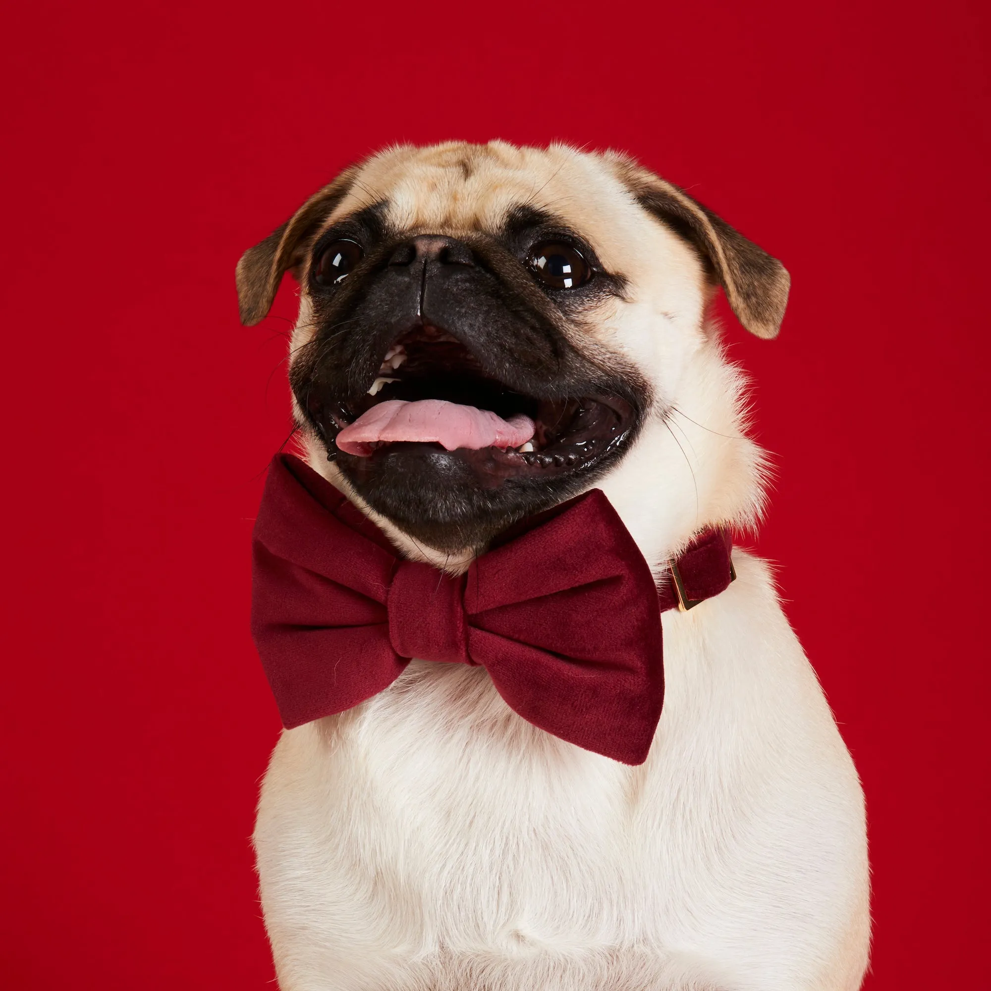 Burgundy Velvet Dog Bow Tie