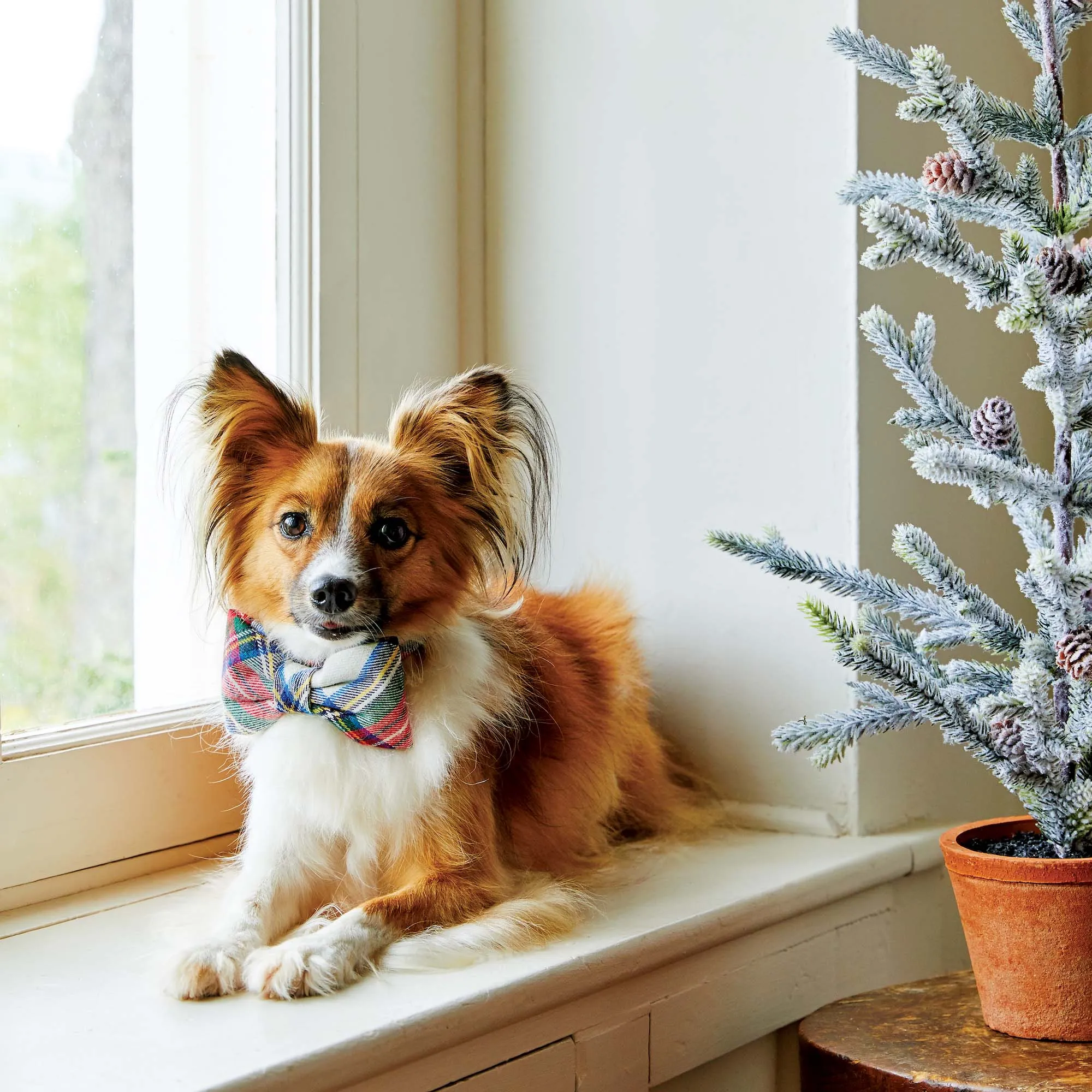 Regent Plaid Flannel Dog Bow Tie